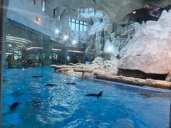 -帝企鹅自助餐厅•儿童岛•真企鹅(长隆企鹅酒店)