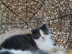 -飞行喵MR PILOT|猫舍·猫咖(静安大融城店)