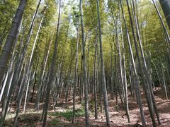 -上海佘山国家森林公园天马山园