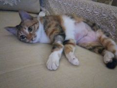 -佳怡动物医院·平价24小时·猫专科骨外科