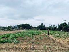 -田园东方蜜桃村的田野营地