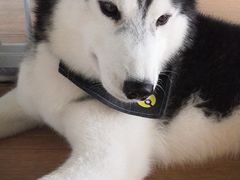 -Husky Go! 哈士奇体验馆·宠物咖啡厅狗咖