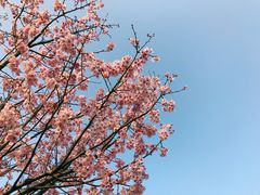 -顾村公园