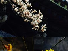 -台儿庄古城