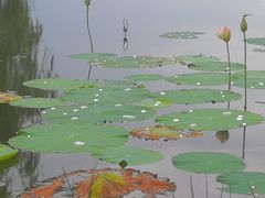 -东郊湿地公园