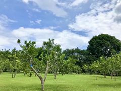 -中国科学院西双版纳热带植物园