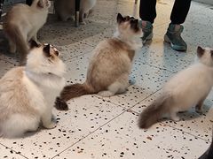 -喵喵咪呀布偶猫咖(春熙路店)