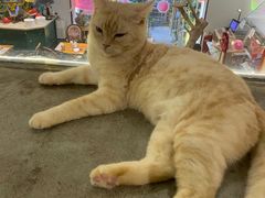 -more than meow吴止猫主题餐厅(承德 中船汇店)