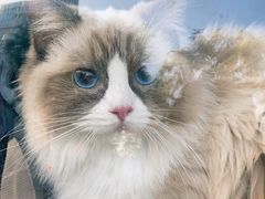 -爱洗澡的猫(望京店)