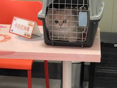 -伟伟宠物医院·瑞派猫友好医院·猫科(光谷店)
