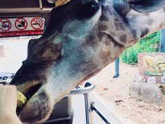 -清迈夜间动物园