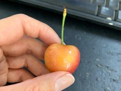 -堤口果品批发市场