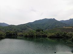 -龙坞茶村