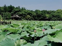 -沙家浜风景区