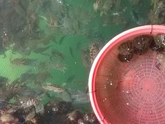 android_upload_pic-蓝湾碧波·老字号·疍家非遗海上餐厅