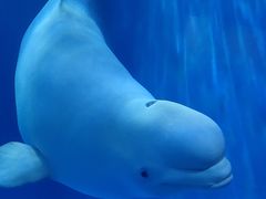 -多彩贵州城极地海洋世界