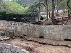 -燕塞湖鸟语林景区
