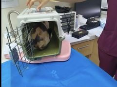 -美联众合动物医院·24h转诊中心