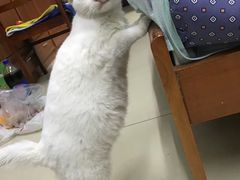 -伟伟宠物医院·CT影像中心·瑞派犬猫综合性门诊(汉口总院)