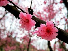 -白塘生态植物园