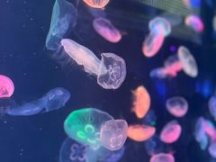 -海合安成都极地海洋公园