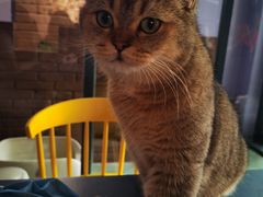 -喵屿·大理花园猫咖