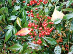 -上海市保健医疗中心