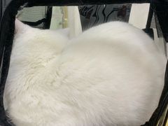 -创凡宠物医院·骨专科  猫科中心(西乡分院)