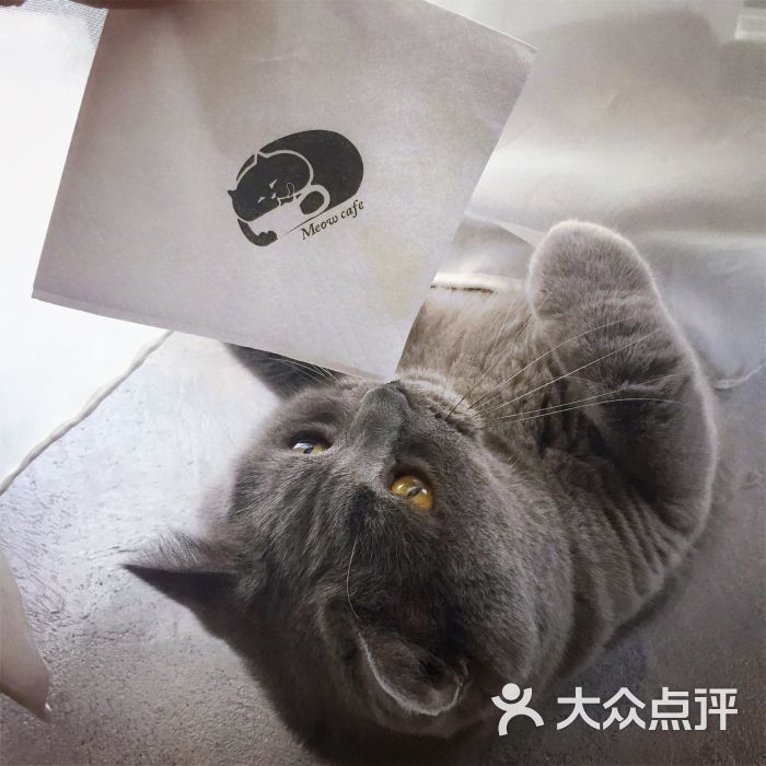 喵咖啡果汁饮品图片 - 第1张