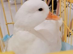 -RU DUCK柯尔鸭公社·撸鸭俱乐部·羊驼·小香猪