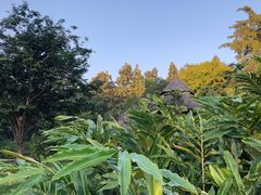 -四季酒店下午茶