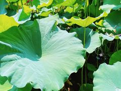 -陈家山荷花公园