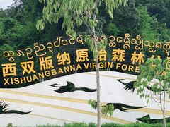 -西双版纳原始森林公园
