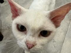 -楼上猫咖(罗湖店)