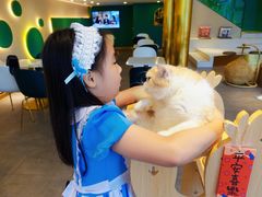 -飞行喵MR PILOT|猫舍·猫咖(静安大融城店)