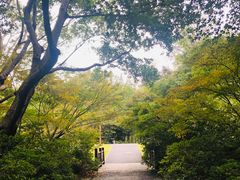 -上海滨江森林公园
