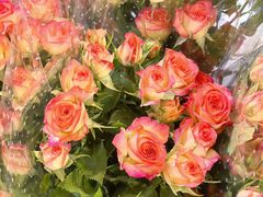 -循礼门鲜花花市(武汉循礼门店)