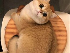 -Bastet sally猫舍购宠(静安店)