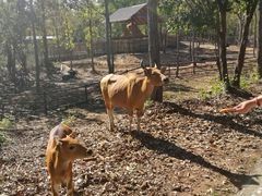 -清迈夜间动物园