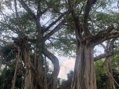 -瑞丽独树成林风景区