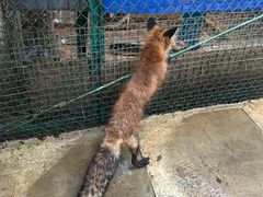 -宫城藏王狐狸村