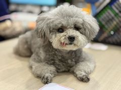 -宠物星动物医院·眼科·异宠·猫科(江南大道总院)