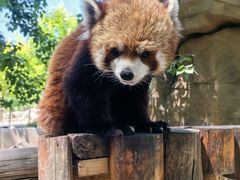 -北京野生动物园