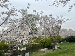 -羊山湖公园