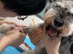 -伟伟宠物医院·CT影像中心·瑞派犬猫综合性门诊(汉口总院)