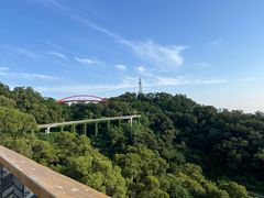 -金鸡山公园