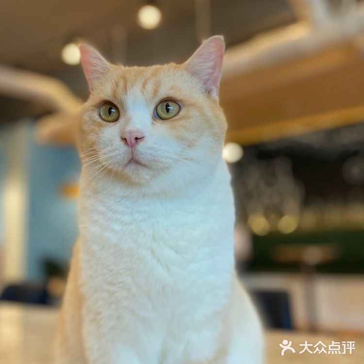 咖｜2只驼驼+27只猫猫的至尊服务