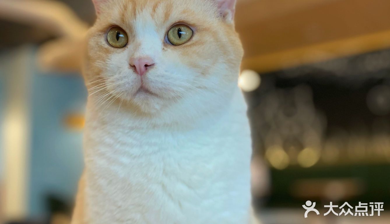 咖｜2只驼驼+27只猫猫的至尊服务