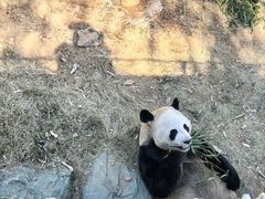 -栾川竹海野生动物园