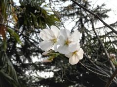 -武汉大学-樱园